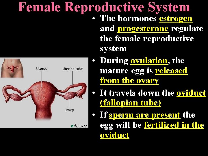 Female Reproductive System • The hormones estrogen and progesterone regulate the female reproductive system Female Reproductive System • The hormones estrogen and progesterone regulate the female reproductive system