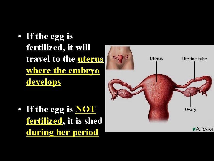 • If the egg is fertilized, it will travel to the uterus where • If the egg is fertilized, it will travel to the uterus where