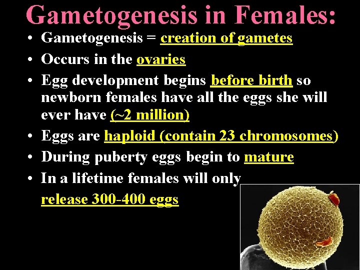 Gametogenesis in Females: • Gametogenesis = creation of gametes • Occurs in the ovaries Gametogenesis in Females: • Gametogenesis = creation of gametes • Occurs in the ovaries