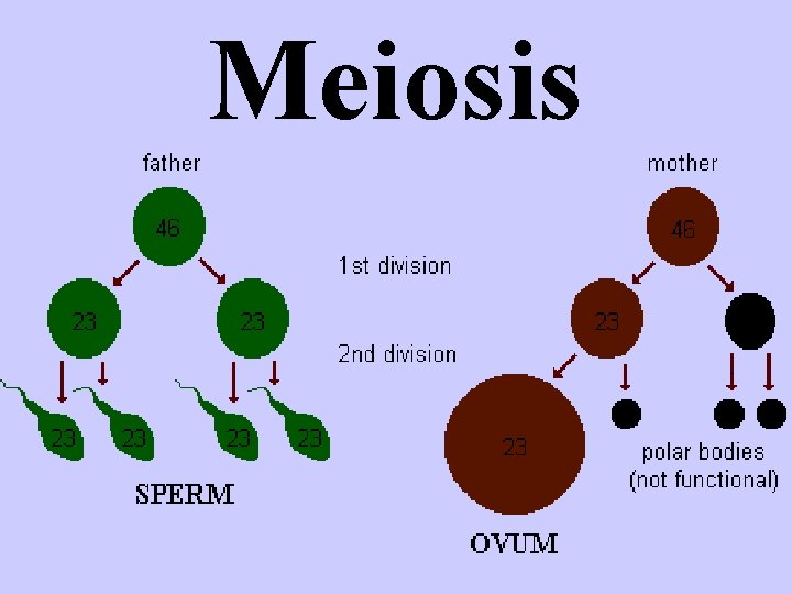 Meiosis Meiosis