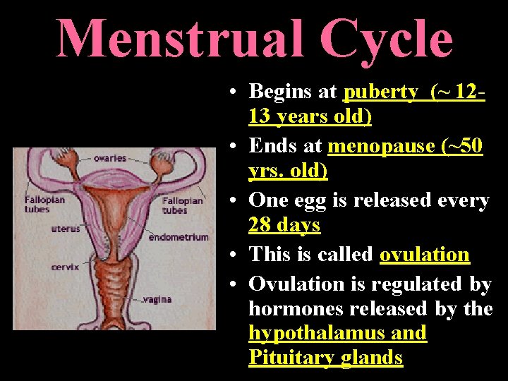 Menstrual Cycle • Begins at puberty (~ 1213 years old) • Ends at menopause Menstrual Cycle • Begins at puberty (~ 1213 years old) • Ends at menopause