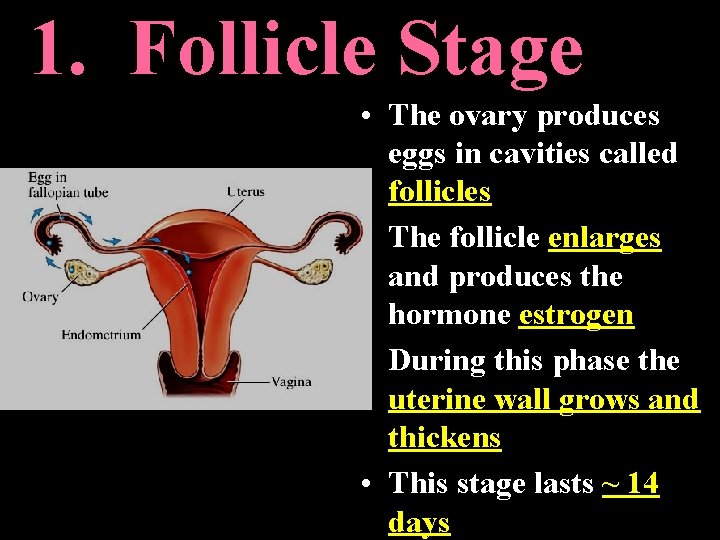 1. Follicle Stage • The ovary produces eggs in cavities called follicles • The 1. Follicle Stage • The ovary produces eggs in cavities called follicles • The