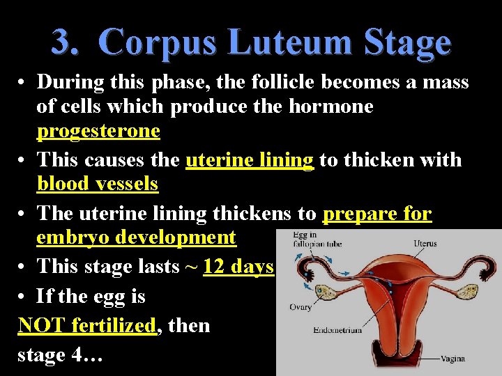 3. Corpus Luteum Stage • During this phase, the follicle becomes a mass of 3. Corpus Luteum Stage • During this phase, the follicle becomes a mass of