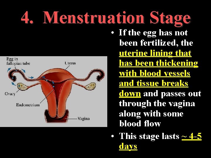 4. Menstruation Stage • If the egg has not been fertilized, the uterine lining 4. Menstruation Stage • If the egg has not been fertilized, the uterine lining