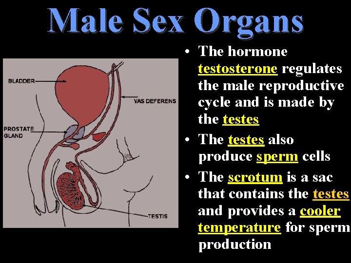 Male Sex Organs • The hormone testosterone regulates the male reproductive cycle and is Male Sex Organs • The hormone testosterone regulates the male reproductive cycle and is