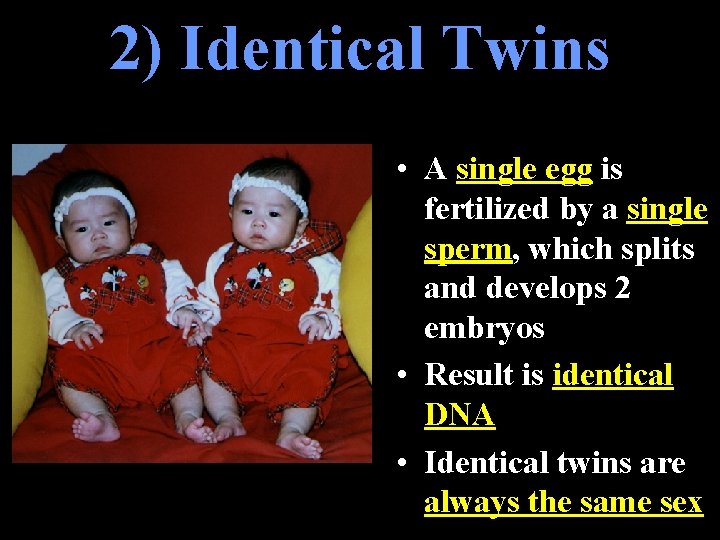 2) Identical Twins • A single egg is fertilized by a single sperm, which 2) Identical Twins • A single egg is fertilized by a single sperm, which