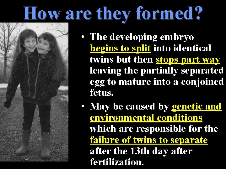 How are they formed? • The developing embryo begins to split into identical twins How are they formed? • The developing embryo begins to split into identical twins