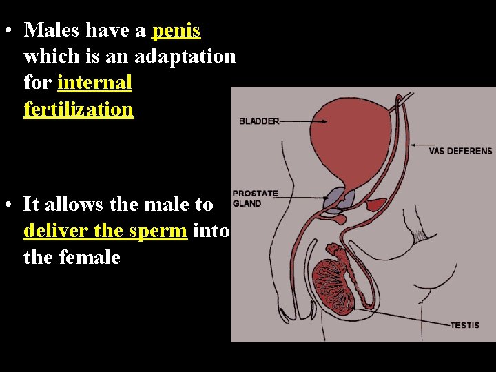 • Males have a penis which is an adaptation for internal fertilization • • Males have a penis which is an adaptation for internal fertilization •