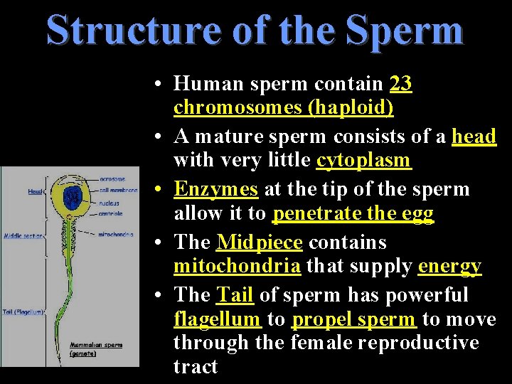 Structure of the Sperm • Human sperm contain 23 chromosomes (haploid) • A mature Structure of the Sperm • Human sperm contain 23 chromosomes (haploid) • A mature