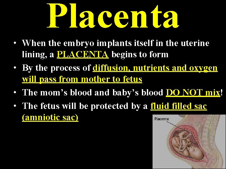 Placenta • When the embryo implants itself in the uterine lining, a PLACENTA begins Placenta • When the embryo implants itself in the uterine lining, a PLACENTA begins