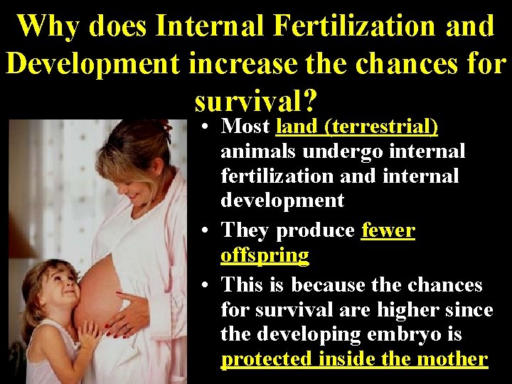 Why does Internal Fertilization and Development increase the chances for survival? • Most land Why does Internal Fertilization and Development increase the chances for survival? • Most land