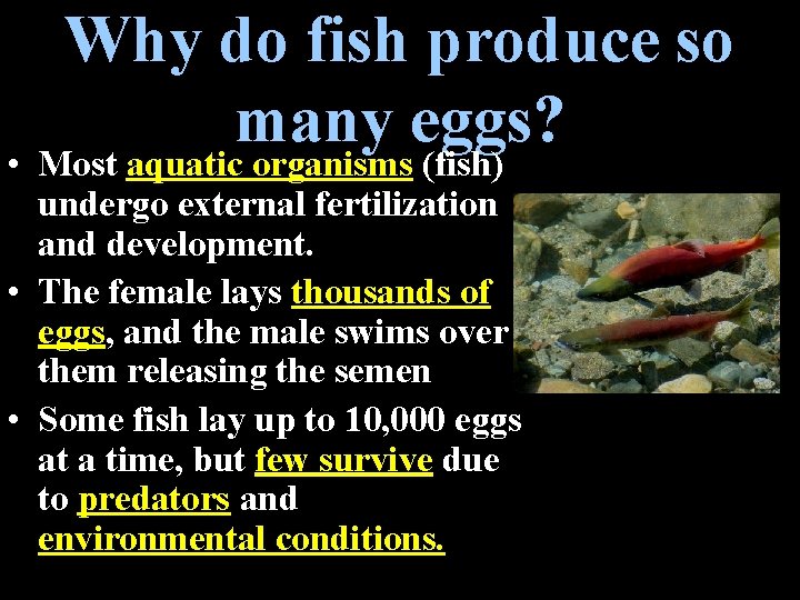 Why do fish produce so many eggs? • Most aquatic organisms (fish) undergo external Why do fish produce so many eggs? • Most aquatic organisms (fish) undergo external