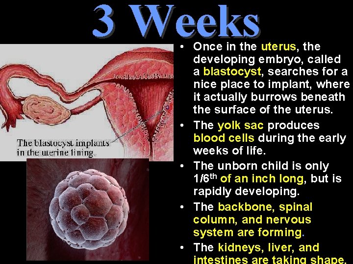 3 Weeks • Once in the uterus, the developing embryo, called a blastocyst, searches 3 Weeks • Once in the uterus, the developing embryo, called a blastocyst, searches