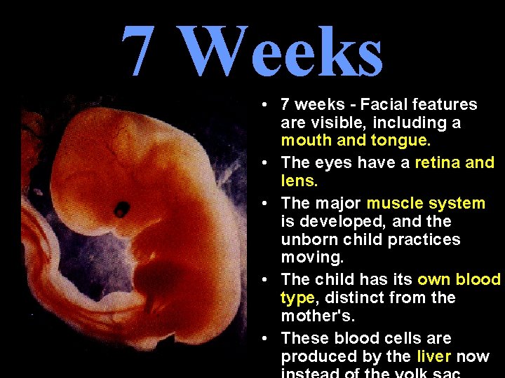 7 Weeks • 7 weeks - Facial features are visible, including a mouth and 7 Weeks • 7 weeks - Facial features are visible, including a mouth and