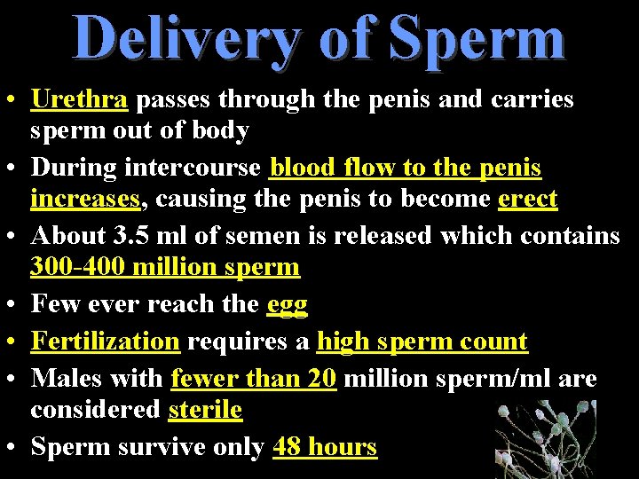 Delivery of Sperm • Urethra passes through the penis and carries sperm out of Delivery of Sperm • Urethra passes through the penis and carries sperm out of