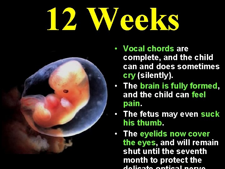 12 Weeks • Vocal chords are complete, and the child can and does sometimes 12 Weeks • Vocal chords are complete, and the child can and does sometimes