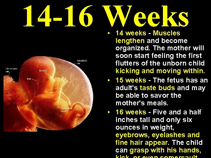 14 -16 Weeks • 14 weeks - Muscles lengthen and become organized. The mother 14 -16 Weeks • 14 weeks - Muscles lengthen and become organized. The mother