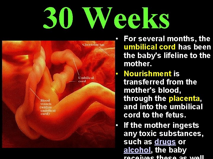 30 Weeks • For several months, the umbilical cord has been the baby's lifeline 30 Weeks • For several months, the umbilical cord has been the baby's lifeline