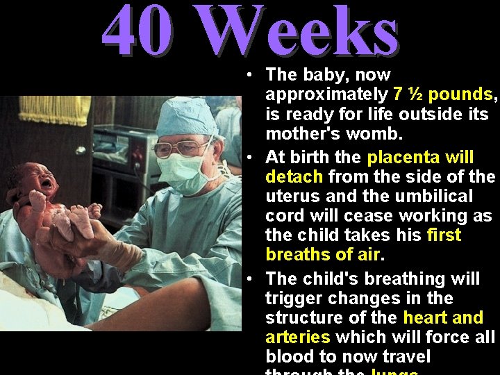 40 Weeks • The baby, now approximately 7 ½ pounds, is ready for life 40 Weeks • The baby, now approximately 7 ½ pounds, is ready for life