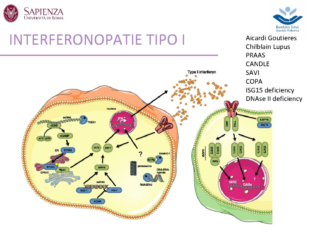 INTERFERONOPATIE TIPO I Aicardi Goutieres Chilblain Lupus PRAAS CANDLE SAVI COPA ISG 15 deficiency