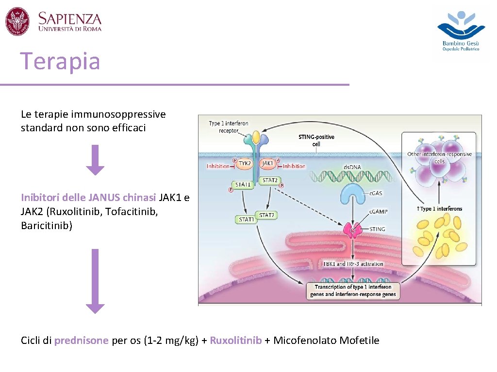 Terapia Le terapie immunosoppressive standard non sono efficaci Inibitori delle JANUS chinasi JAK 1