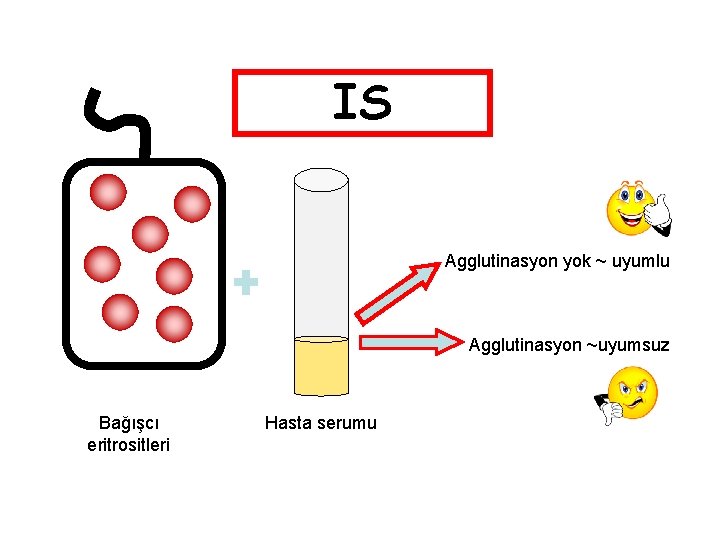 IS Crossmatch Agglutinasyon yok ~ uyumlu Agglutinasyon ~uyumsuz Bağışcı eritrositleri Hasta serumu 