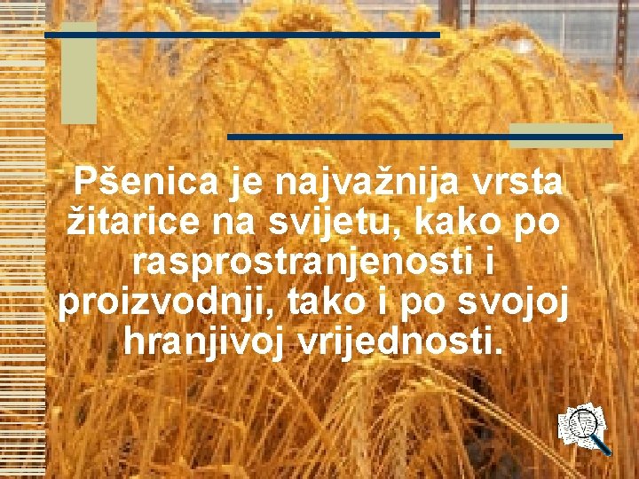 Pšenica je najvažnija vrsta žitarice na svijetu, kako po rasprostranjenosti i proizvodnji, tako i Pšenica je najvažnija vrsta žitarice na svijetu, kako po rasprostranjenosti i proizvodnji, tako i
