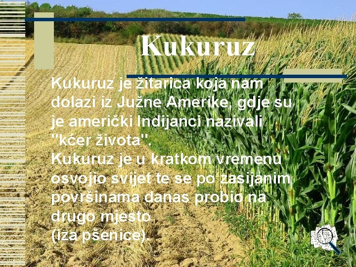 Kukuruz je žitarica koja nam dolazi iz Južne Amerike, gdje su je američki Indijanci Kukuruz je žitarica koja nam dolazi iz Južne Amerike, gdje su je američki Indijanci