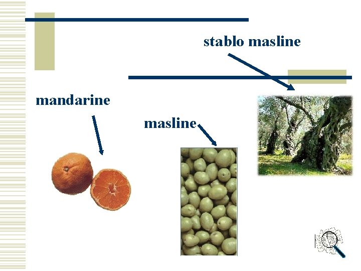 stablo masline mandarine masline stablo masline mandarine masline