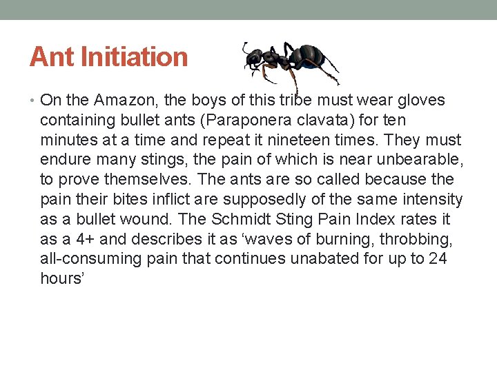 Ant Initiation • On the Amazon, the boys of this tribe must wear gloves