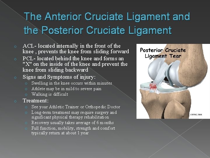 The Anterior Cruciate Ligament and the Posterior Cruciate Ligament o o o ACL- located