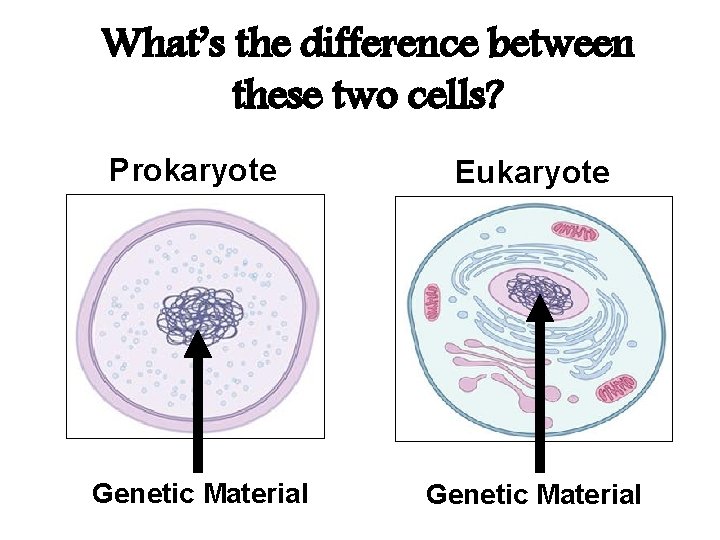 What’s the difference between these two cells? Prokaryote Eukaryote Genetic Material 
