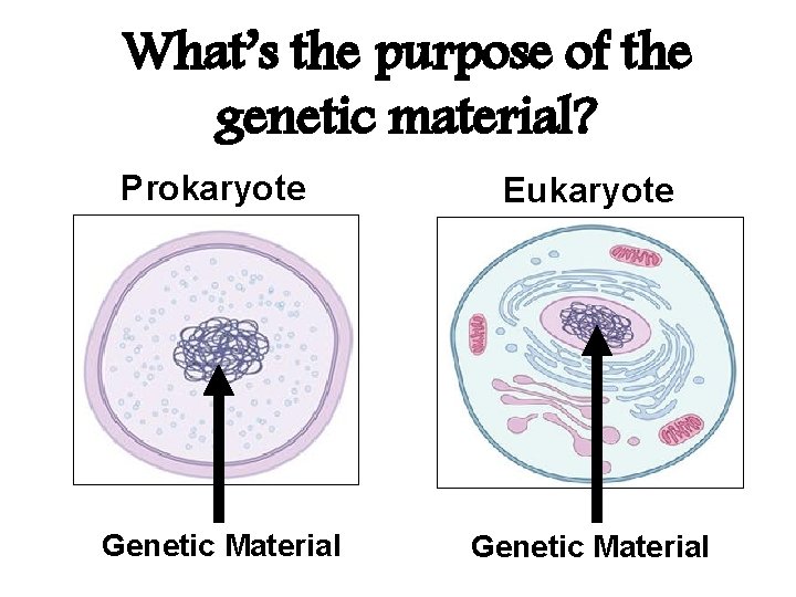 What’s the purpose of the genetic material? Prokaryote Eukaryote Genetic Material 