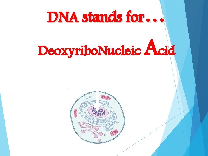 DNA stands for… Deoxyribo. Nucleic Genetic Material: DNA Acid 