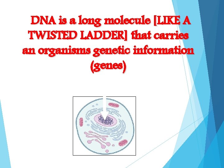 DNA is a long molecule [LIKE A TWISTED LADDER] that carries an organisms genetic