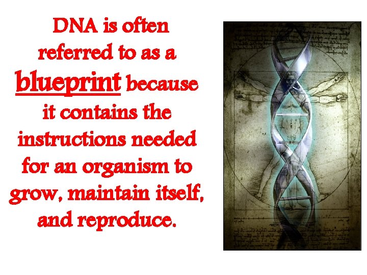 DNA is often referred to as a blueprint because it contains the instructions needed