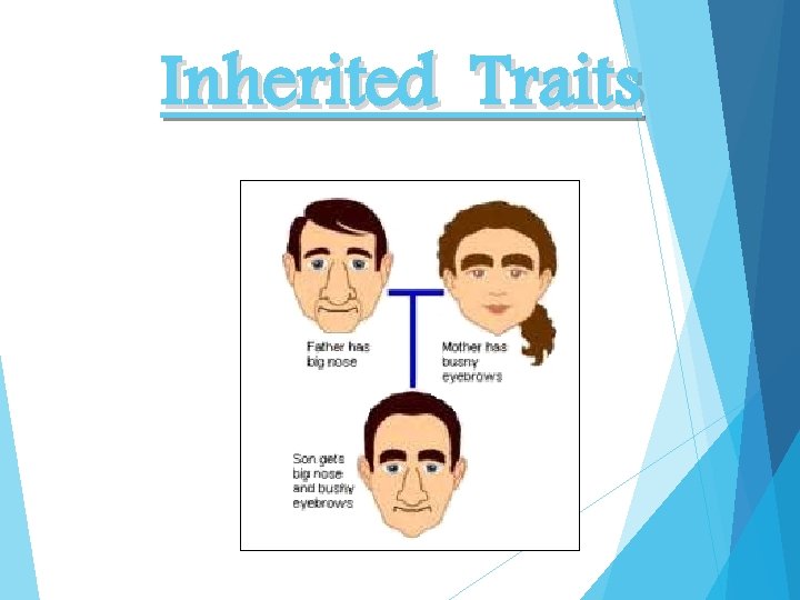 Inherited Traits 