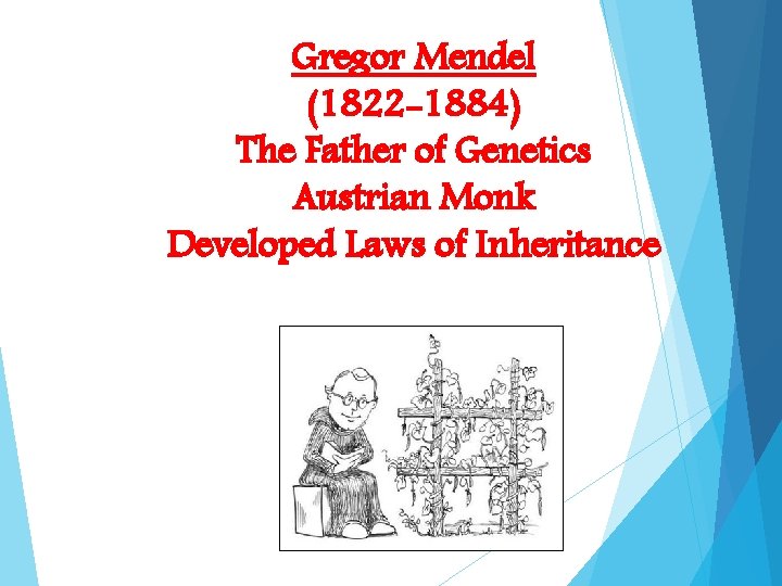 Gregor Mendel (1822 -1884) The Father of Genetics Austrian Monk Developed Laws of Inheritance