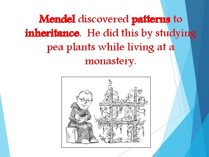 Mendel discovered patterns to inheritance. He did this by studying pea plants while living