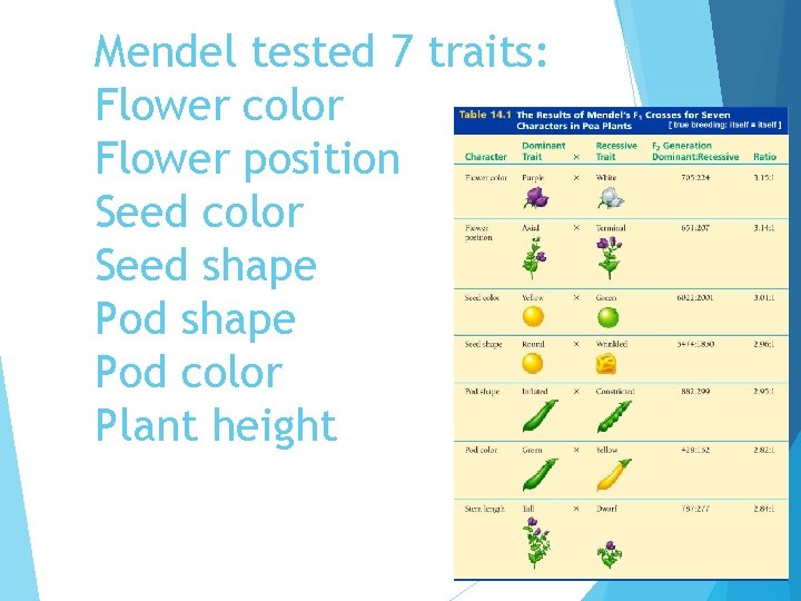 Mendel tested 7 traits: Flower color Flower position Seed color Seed shape Pod color