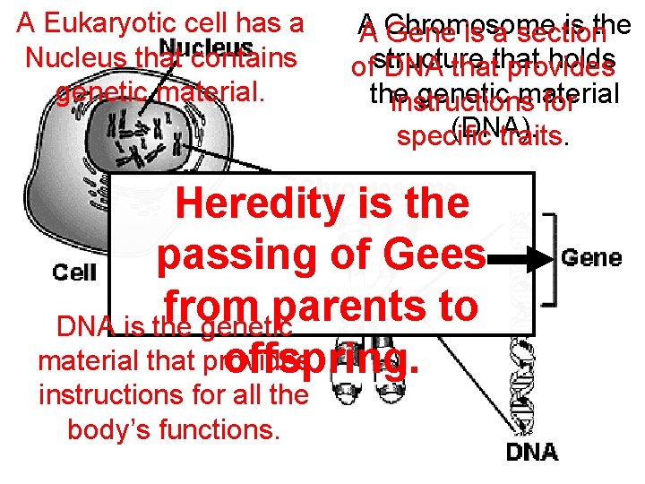 A Eukaryotic cell has a Nucleus that contains genetic material. A is the A