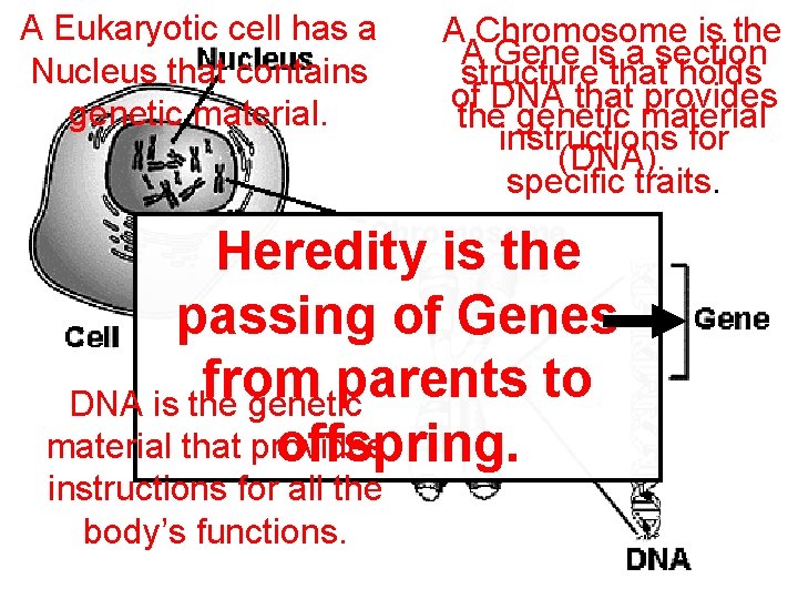 A Eukaryotic cell has a Nucleus that contains genetic material. A Chromosome is the