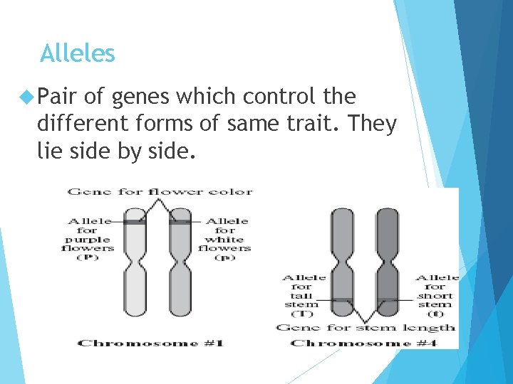 Alleles Pair of genes which control the different forms of same trait. They lie