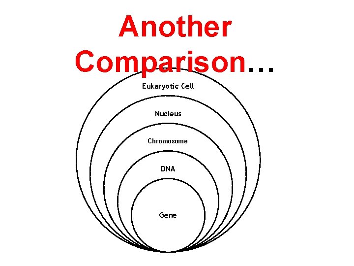 Another Comparison… Eukaryotic Cell Nucleus Chromosome DNA Gene 