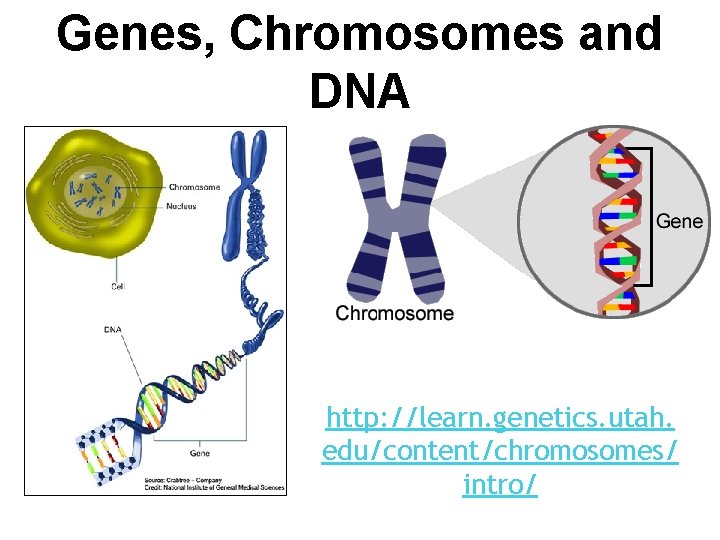 Genes, Chromosomes and DNA http: //learn. genetics. utah. edu/content/chromosomes/ intro/ 