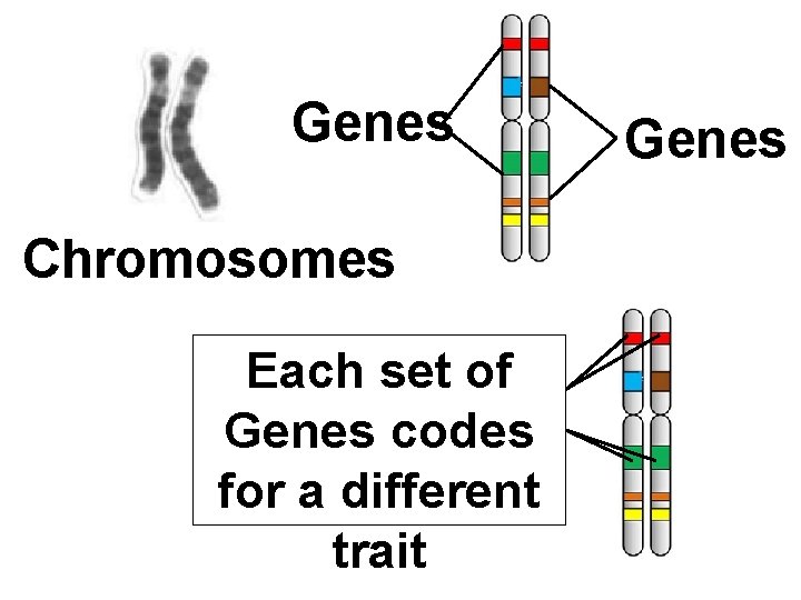 Genes Chromosomes Each set of Genes codes for a different trait Genes 