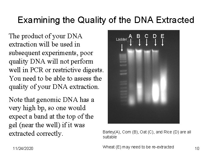 Examining the Quality of the DNA Extracted The product of your DNA extraction will Examining the Quality of the DNA Extracted The product of your DNA extraction will
