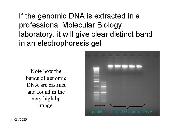 If the genomic DNA is extracted in a professional Molecular Biology laboratory, it will