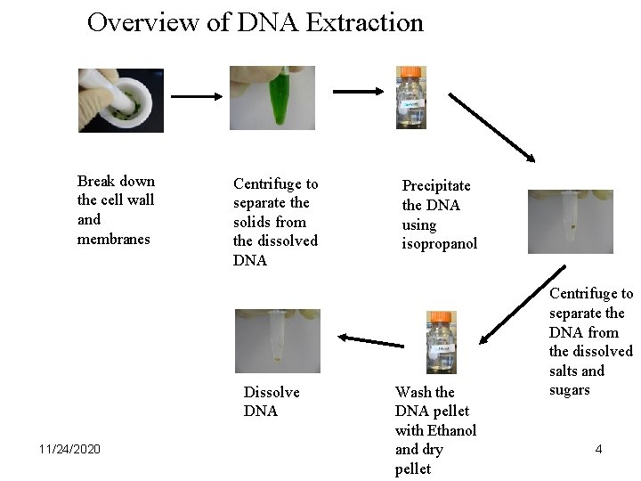 Overview of DNA Extraction Break down the cell wall and membranes Centrifuge to separate Overview of DNA Extraction Break down the cell wall and membranes Centrifuge to separate