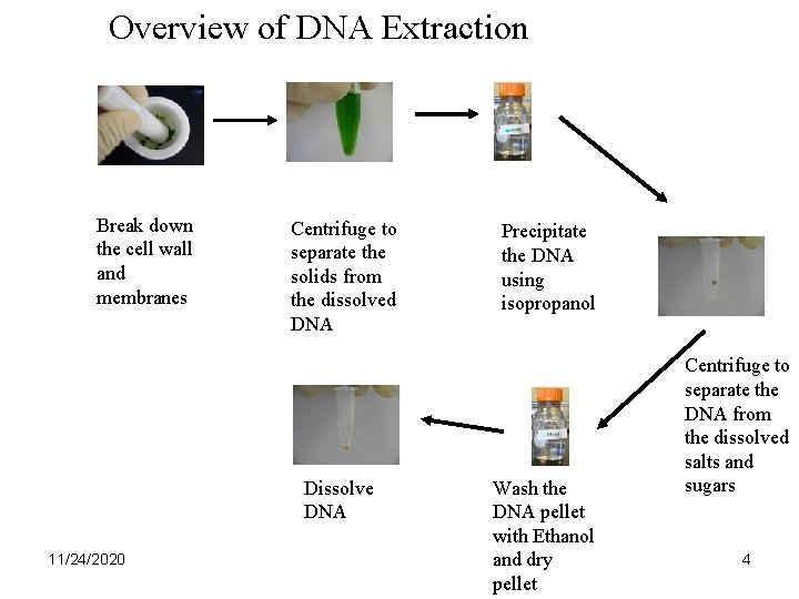 Overview of DNA Extraction Break down the cell wall and membranes Centrifuge to separate